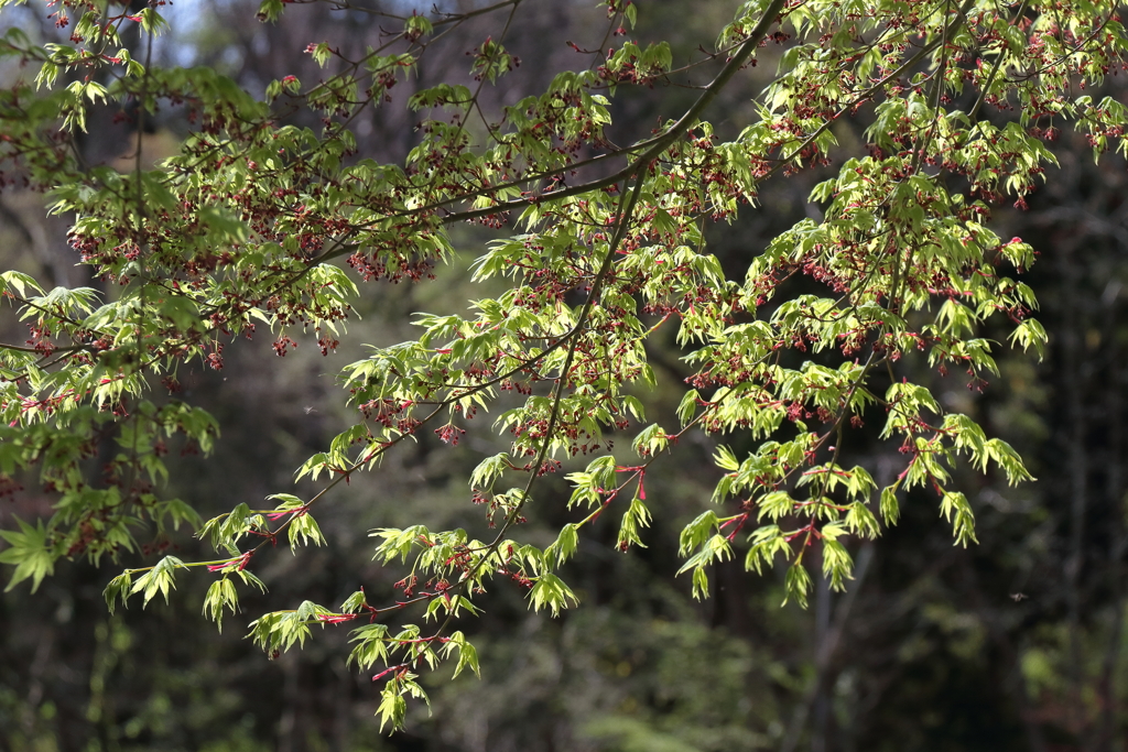 若葉出る頃２