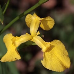 花散歩キショウブ１