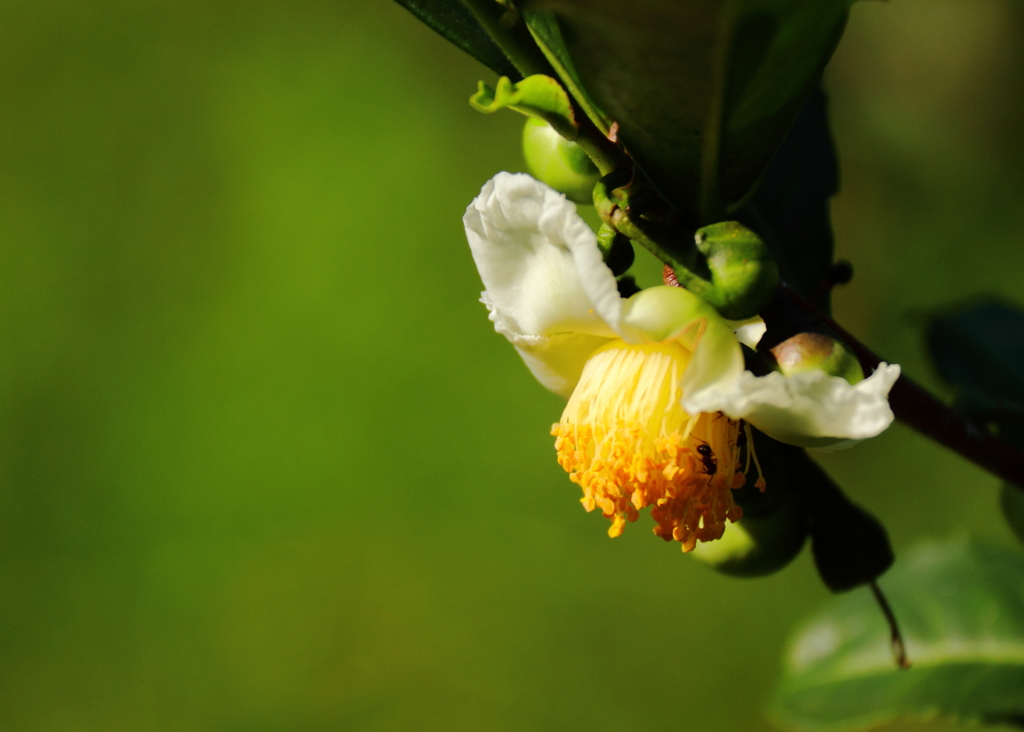 優しく花開いて