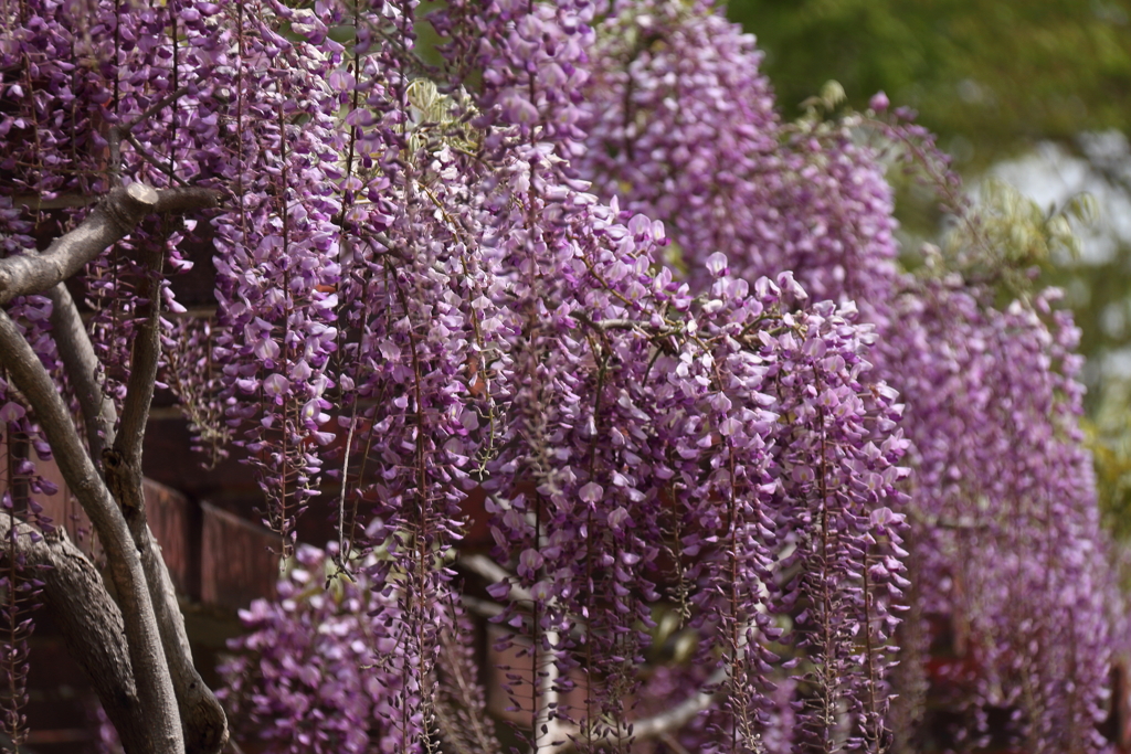 藤の季節６