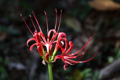 花散歩彼岸花開花３