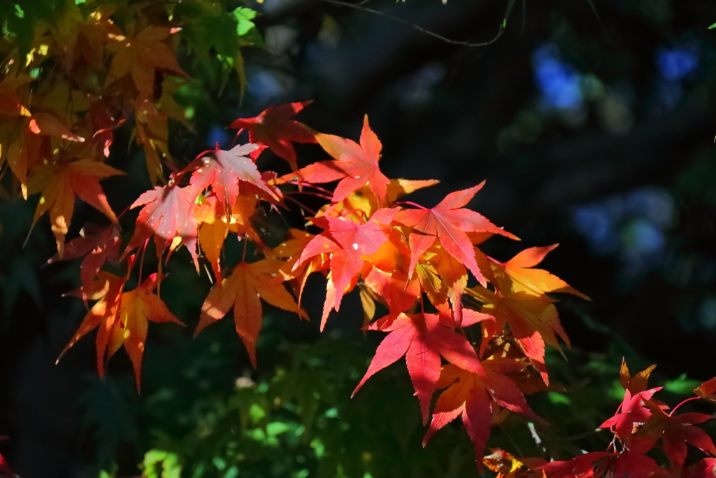 花散歩残り紅葉４