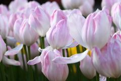 冬チューリップピンク５