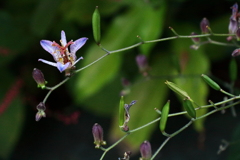 ホトトギス一輪