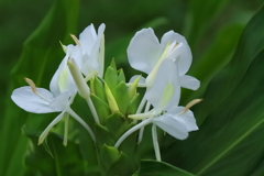 ホワイトジンジャー