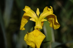 花散歩キショウブ２