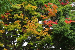 秋の予感1
