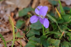 すみれを見つけた３