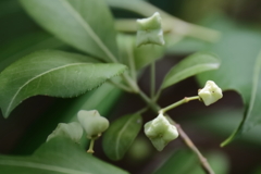 里山散歩マユミの実