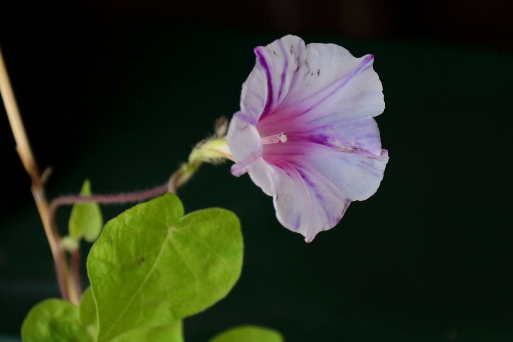 花散歩変化あさがお１