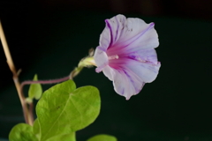 花散歩変化あさがお１