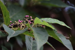 花散歩ヤブムラサキ１