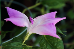 花散歩変化あさがお７