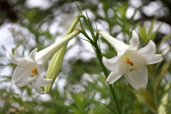 花散歩ユリ２
