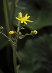 花の歳時記　ツワブキ