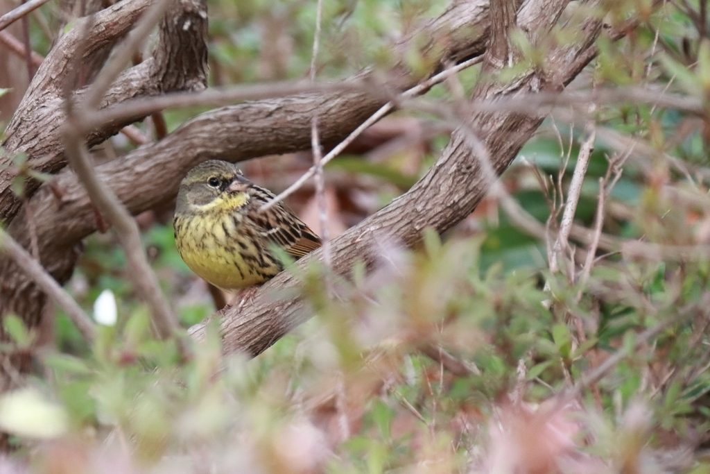 里山の野鳥達アオジ２