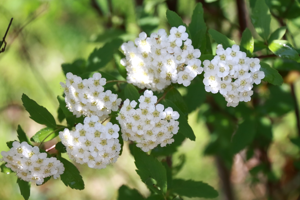 公園花壇コデマリ１