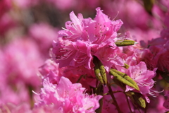 植物園から「つつじ吉野」3