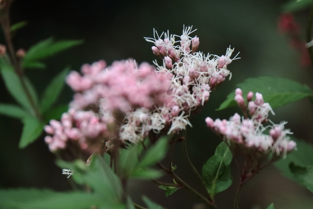 物憂げなフジバカマ1