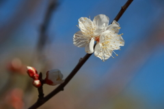 花散歩白梅１