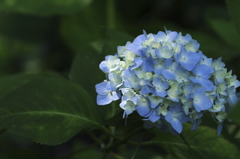 紫陽花百景7