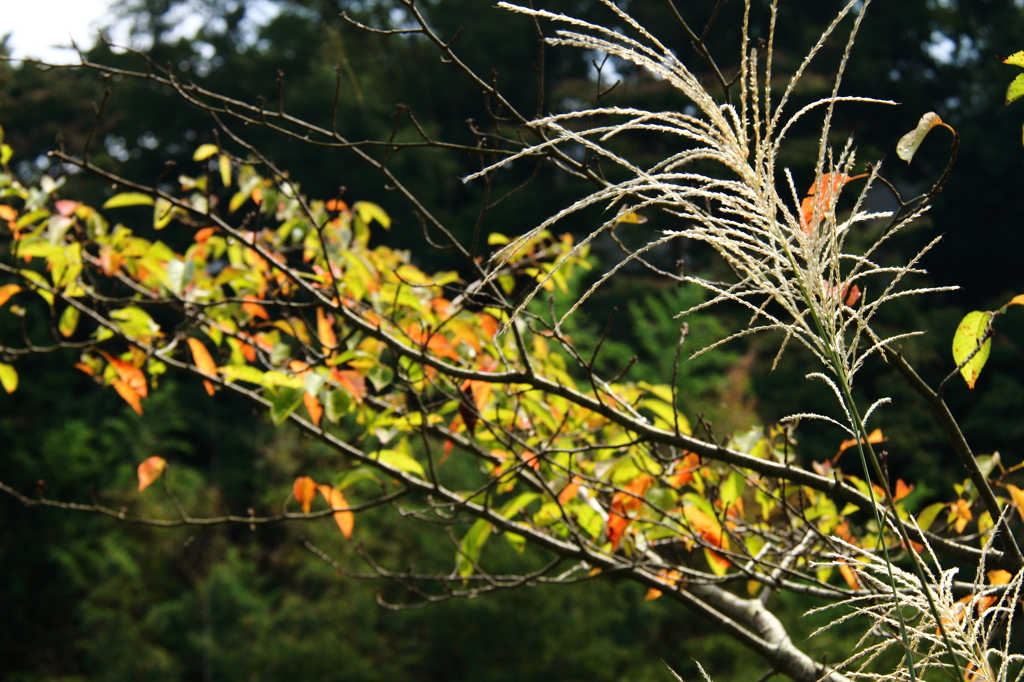 秋色デュエット