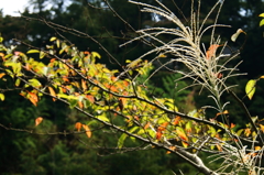 秋色デュエット