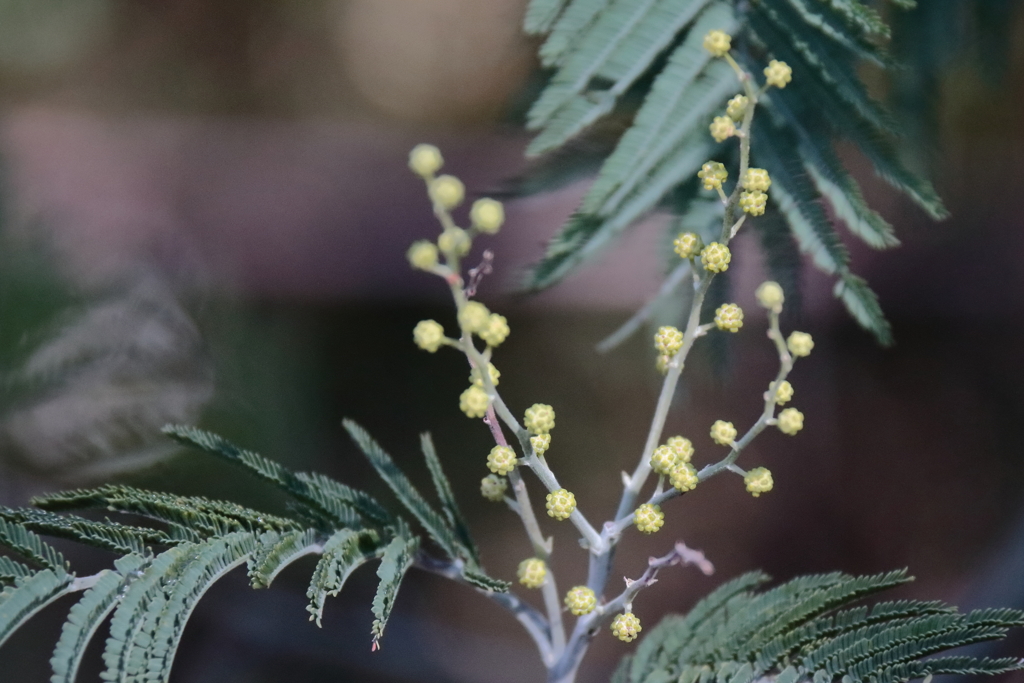 芽吹きの里山１