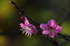 気の早い春告げ