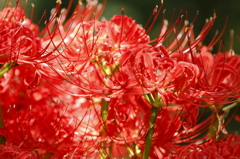 紅炎