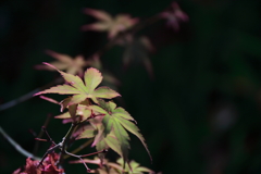 紅葉を見送って２