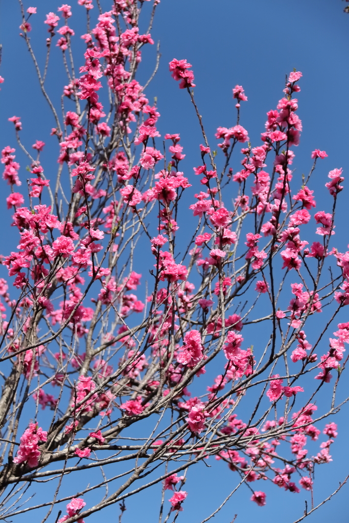 花散歩花桃赤２
