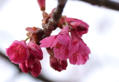 次の桜へ　寒緋桜２