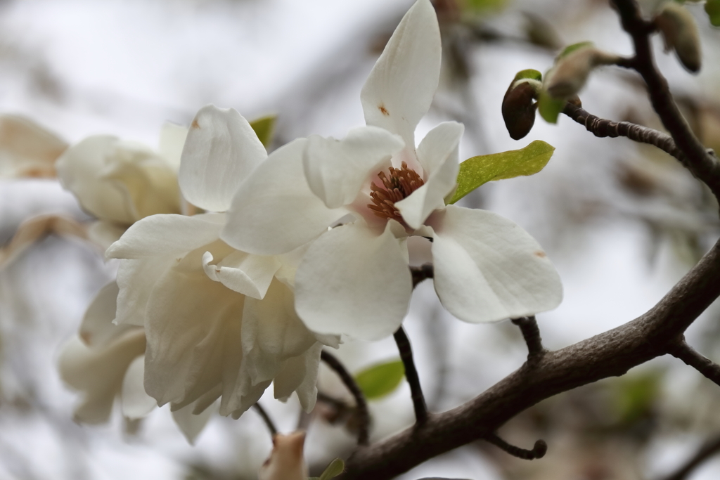 コブシ散り始め２