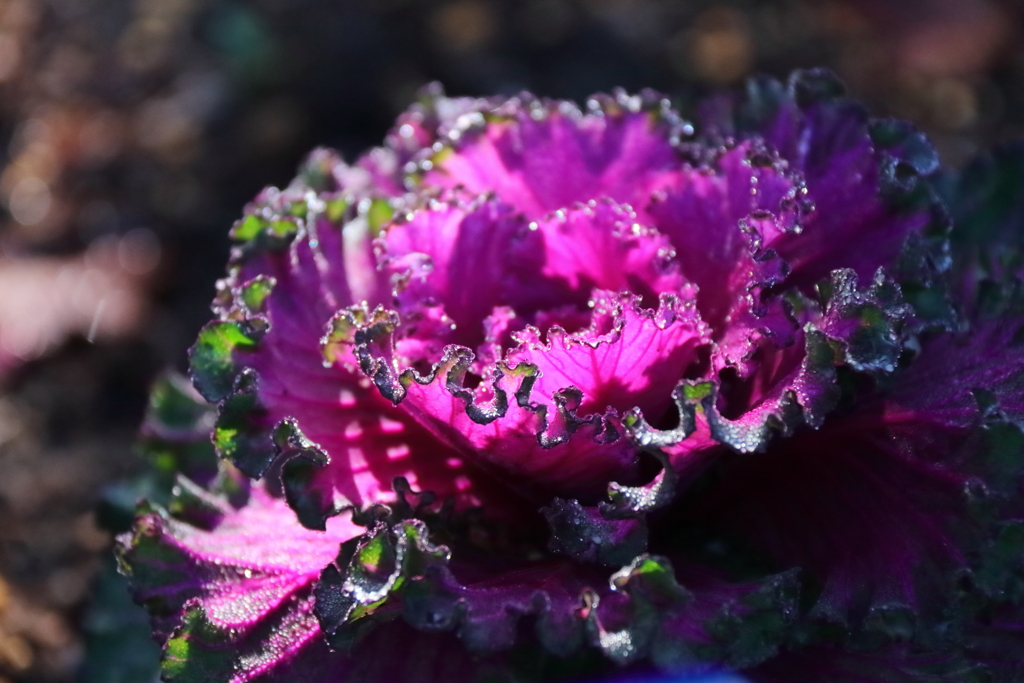 正月に向けて３