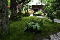 緑深く