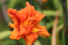 夏の陽が欲しい２