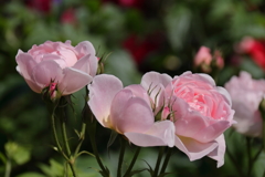 横浜バラ散策７