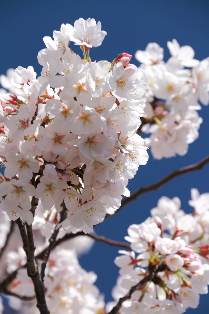 墨田の桜４