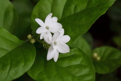 花散歩ジャスミン１
