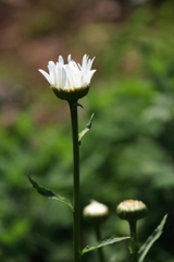 花散歩マーガレット１