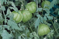 花散歩フウセンカズラ１