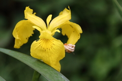 黄ショウブ咲く頃