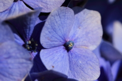 紫陽花いろいろ３