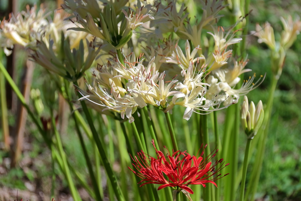 マドンナを囲む