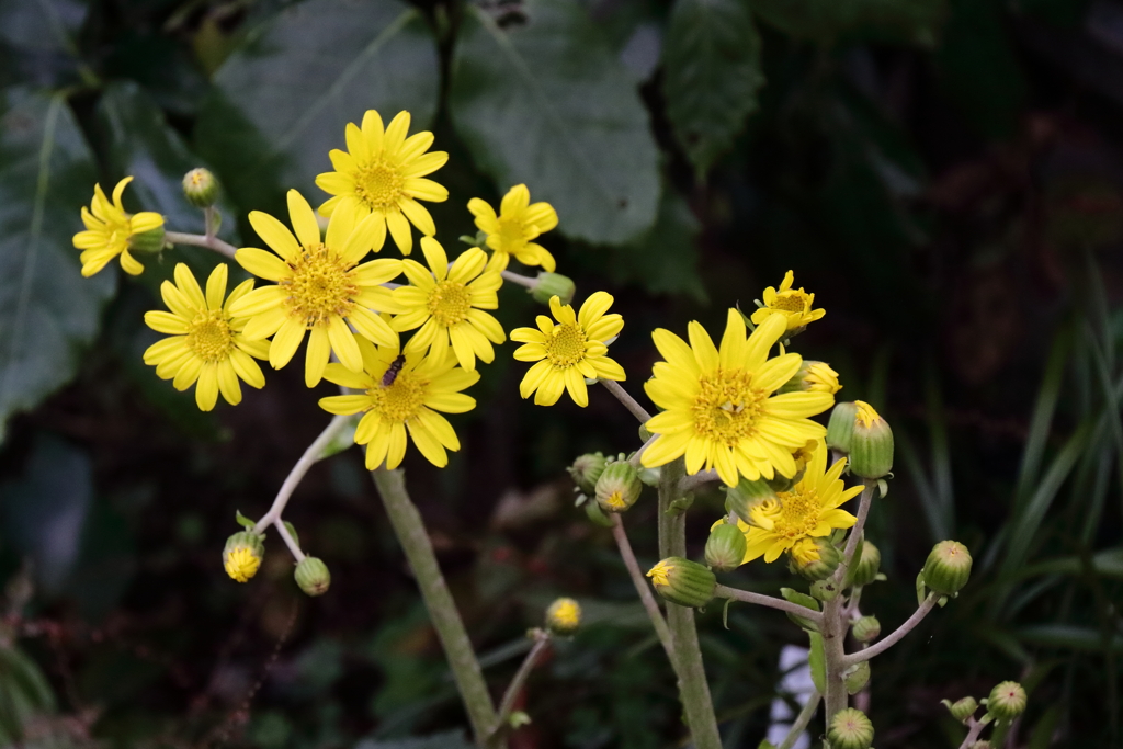 花散歩ツワブキ開花２