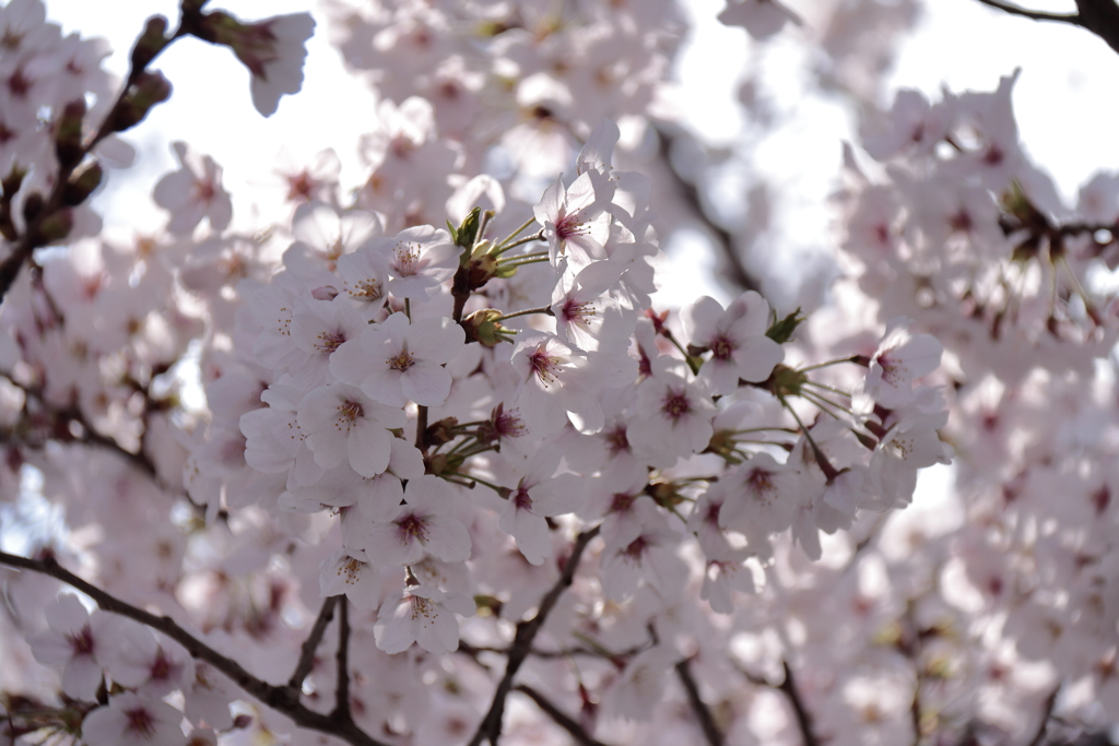 染井吉野満開４