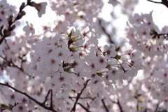 染井吉野満開４