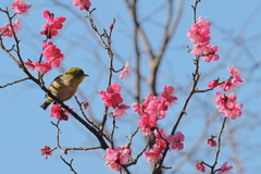 紅梅に遊ぶ１