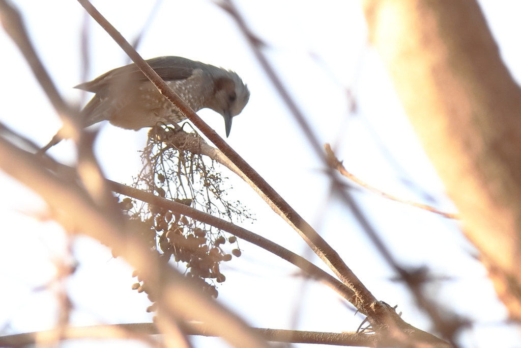 コゲラ現る１（訂正ヒヨドリ）